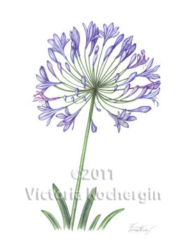 Agapanthus