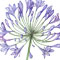 Agapanthus