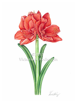 Red Amaryllis