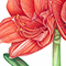 Red Amaryllis