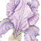 Bearded Iris