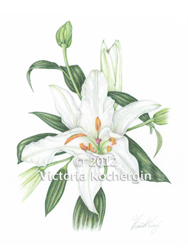 Casablanca Lily