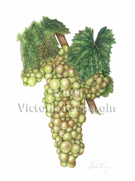 Chardonnay Grapes