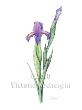 Dutch Irises