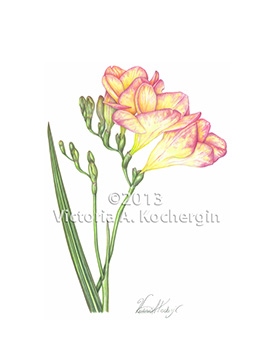 Freesia