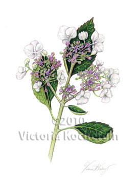 Lacecap Hydrangea