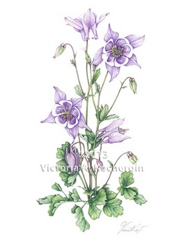 Lavender Columbine