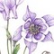 Lavender Columbine