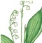 Lily of the Valley