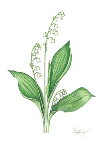 Lily of the Valley