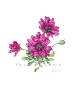 Osteospermum