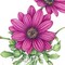 Osteospermum