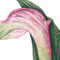 Pink Calla Lily