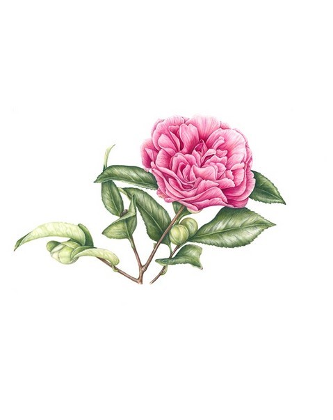 Pink Camellia