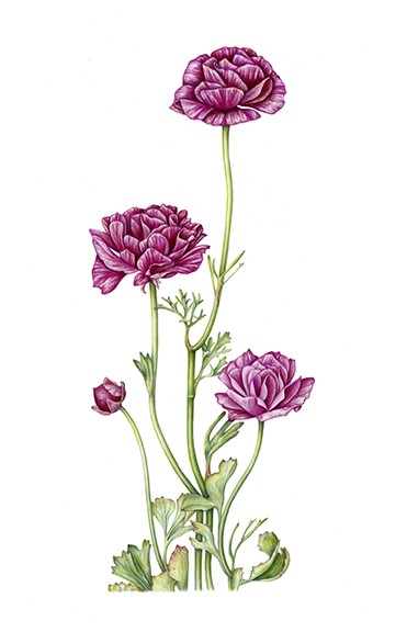 Persian Ranunculus