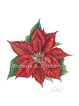 Red Poinsettia