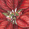 Red Poinsettia