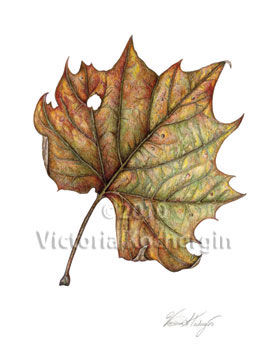 Sycamore Leaf