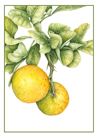 Trifoliate Orange