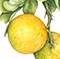 Trifoliate Orange